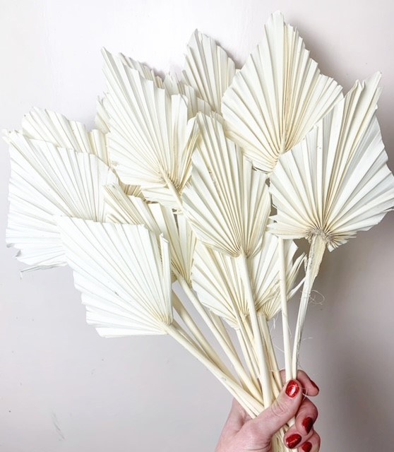 Picture of Dried Palmspear Bleached x 15